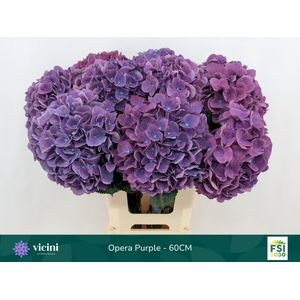 Hydrangea  'Royal Opera'