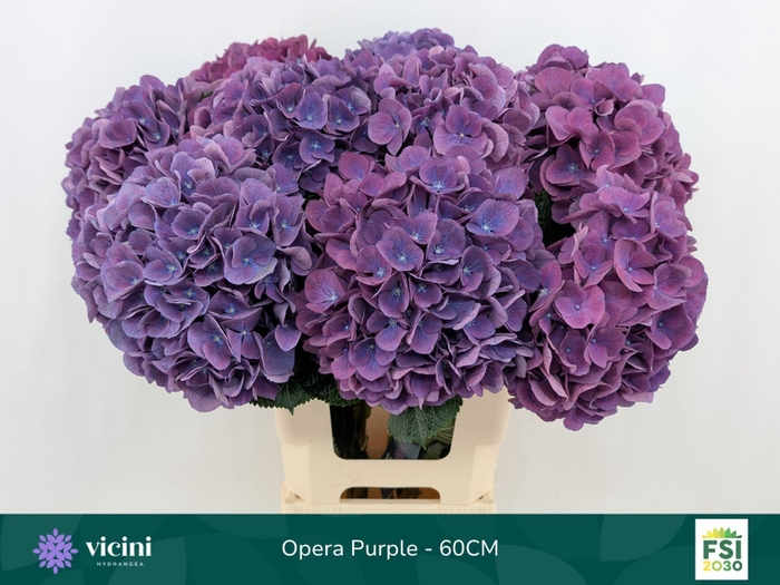 <h4>Hydrangea  'Royal Opera'</h4>