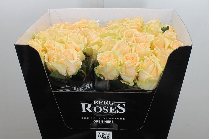 <h4>R Gr Avalanche Peach</h4>