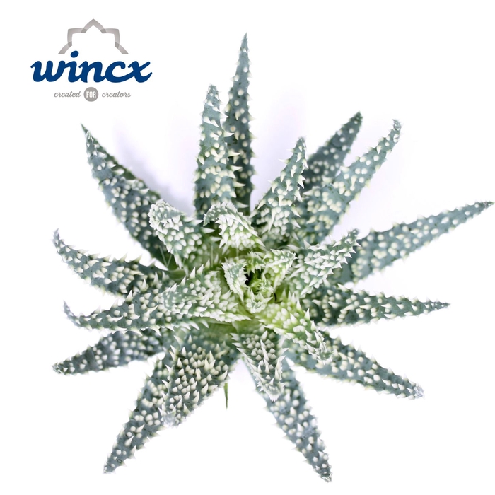 <h4>Aloe Humilis Cutflower Wincx-8cm</h4>