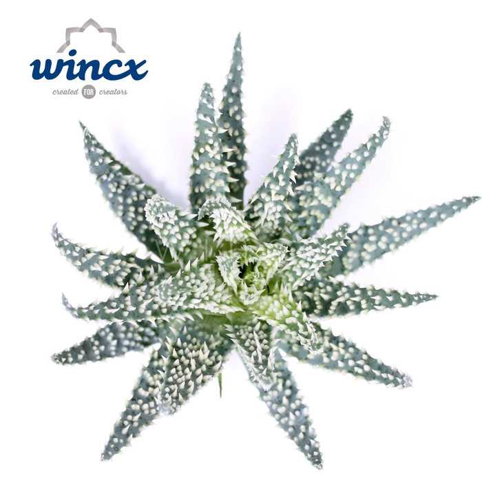<h4>Aloe Humilis Cutflower Wincx-12cm</h4>