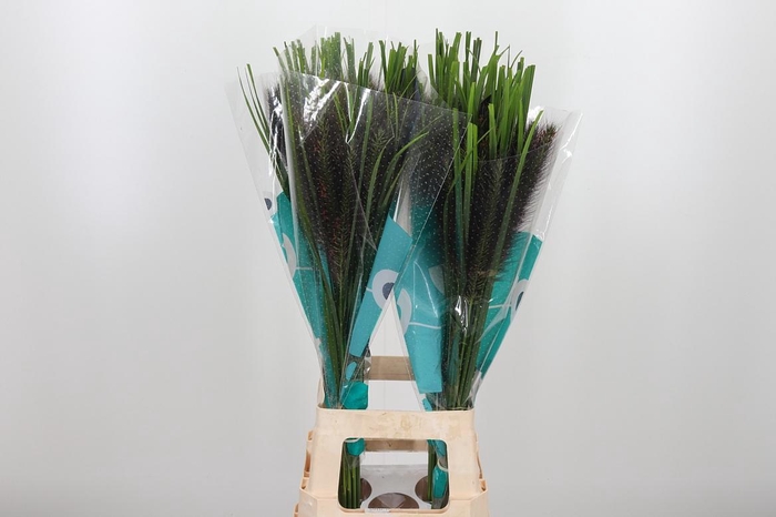 <h4>Penni Black Fox</h4>