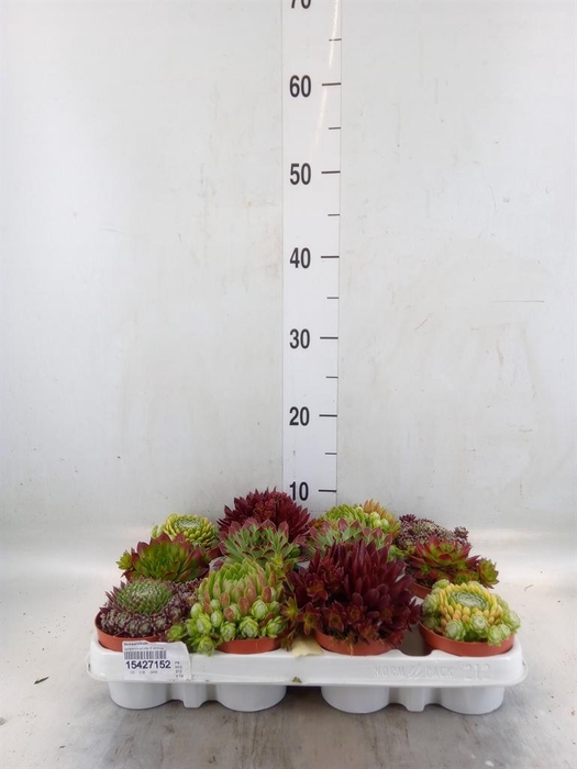 <h4>Sempervivum   ...</h4>