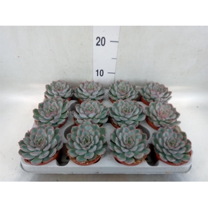 Echeveria  'Hercules'