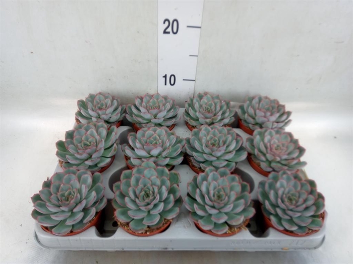 <h4>Echeveria  'Hercules'</h4>
