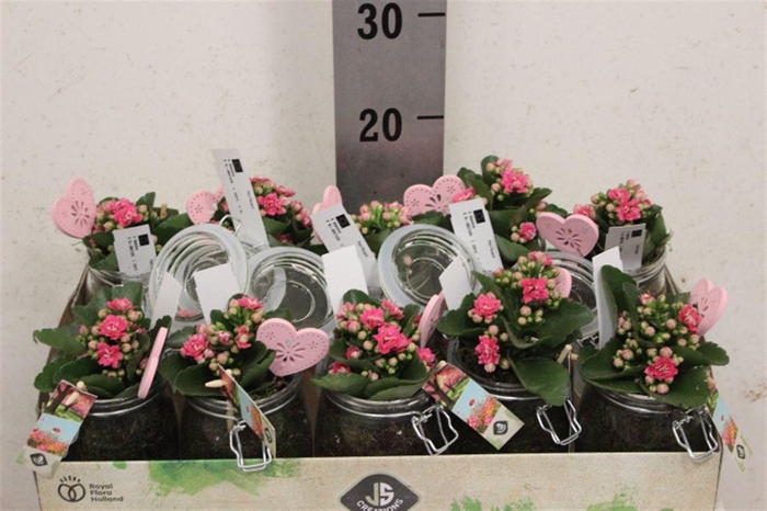 <h4>Arrangementen kamerplanten groen 6%</h4>