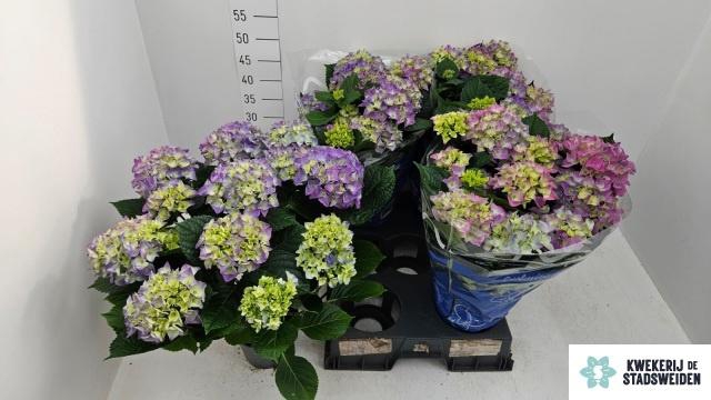 <h4>HYDR M EARLY BLUE</h4>