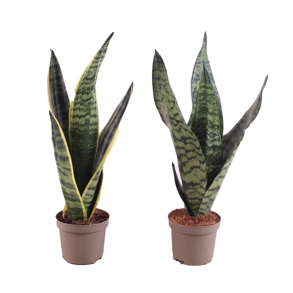 <h4>Sansevieria trif. Mix pot ø09cm in Carbon Free pot</h4>