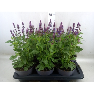 Salvia nemorosa