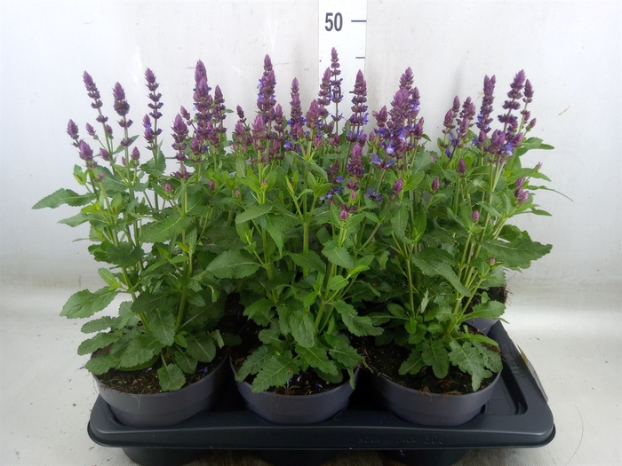 <h4>Salvia nemorosa</h4>