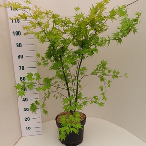 ACER PA ORANGE DREAM