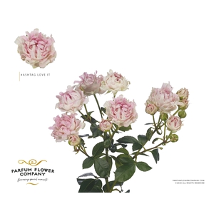 Rosa Spray #Ashtags Love It