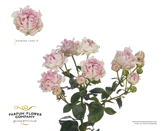 <h4>Rosa Spray #Ashtags Love It</h4>