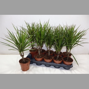 Dra Marginata