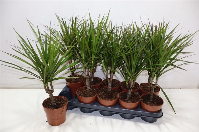 <h4>Dra Marginata</h4>
