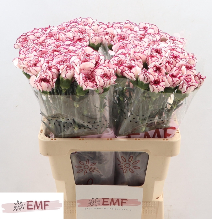 <h4>DI ST DAMASCUS</h4>