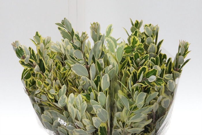 <h4>Dec Pittosporum Nigra</h4>