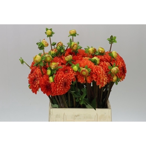 Dahlia Happy Halloween