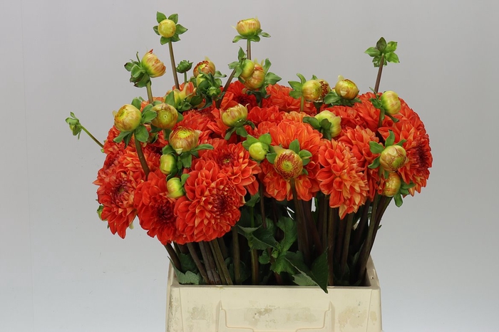 <h4>Dahlia Happy Halloween</h4>
