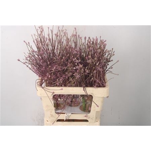 Allium Schubertii