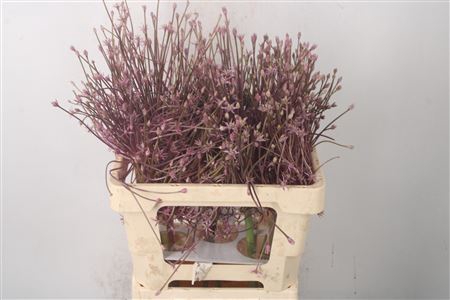 <h4>Allium Schubertii</h4>