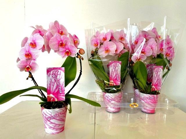 <h4>PHAL OV ROZE</h4>