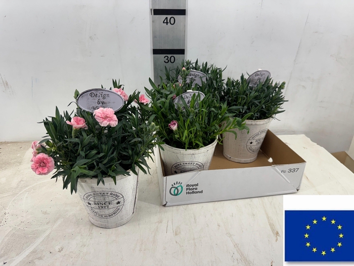 <h4>ARR TUINPLANTEN</h4>