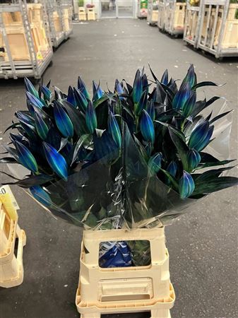 <h4>Li Or Blue Magic</h4>
