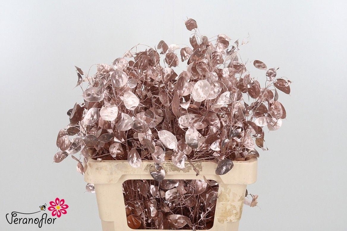 <h4>SNIJBL OV KLB H% BS</h4>