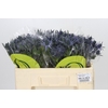 Eryngium Magical Blue Lagoon