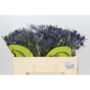 Eryngium Magical Blue Lagoon