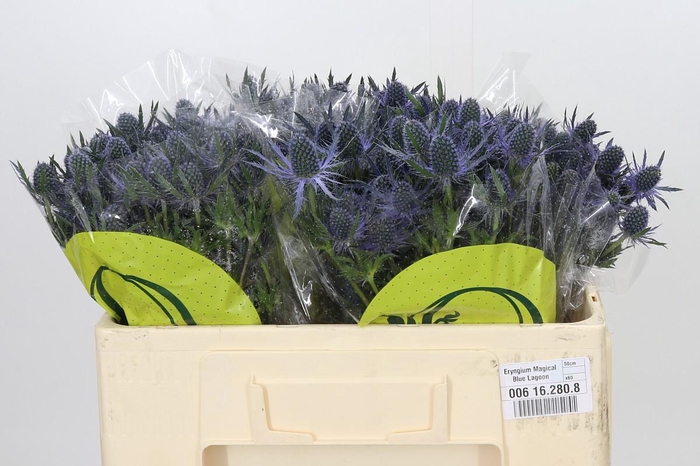 <h4>Eryngium Magical Blue Lagoon</h4>