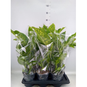 Dieffenbachia  'Spotty'