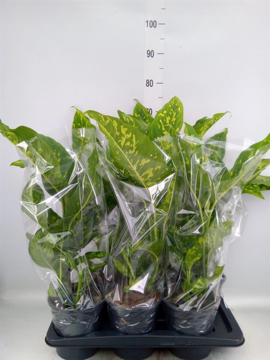 <h4>Dieffenbachia 'Spotty'</h4>