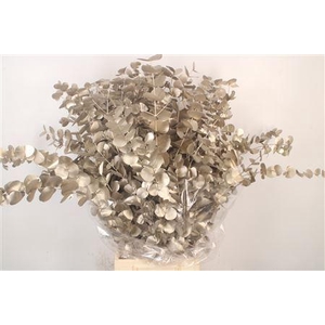 Euc Cinerea Met. Platinum