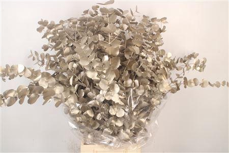 <h4>Euc Cinerea Met. Platinum</h4>