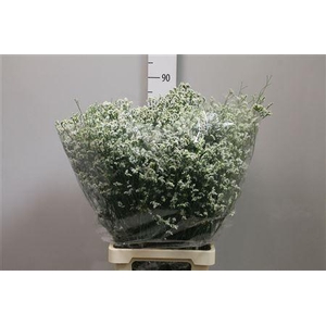 Lim Sin Mountain Diamond White