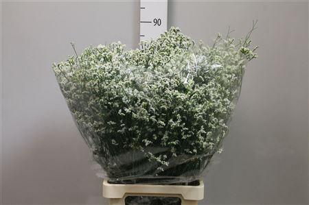 <h4>Lim Sin Mountain Diamond White</h4>