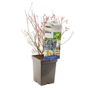 Vaccinium corymbosum Alvar P18