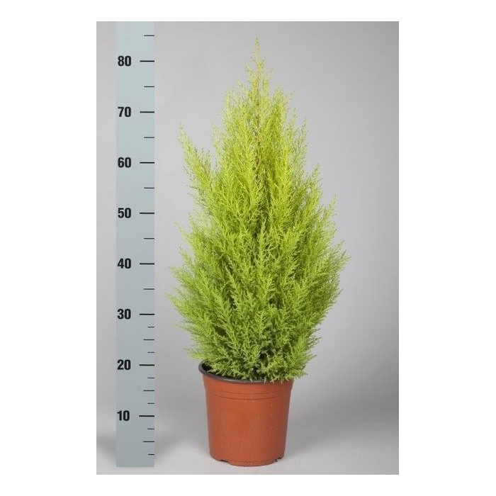 <h4>CUPR MA GOLDC WILMA</h4>