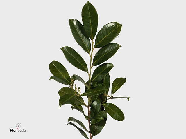PRUNUS LAUROCERASUS