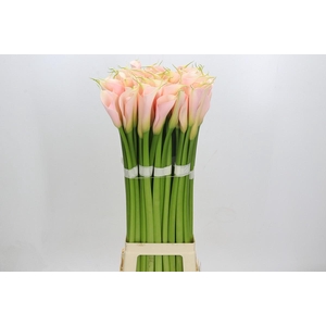 Zantedeschia Eydolls Salmon