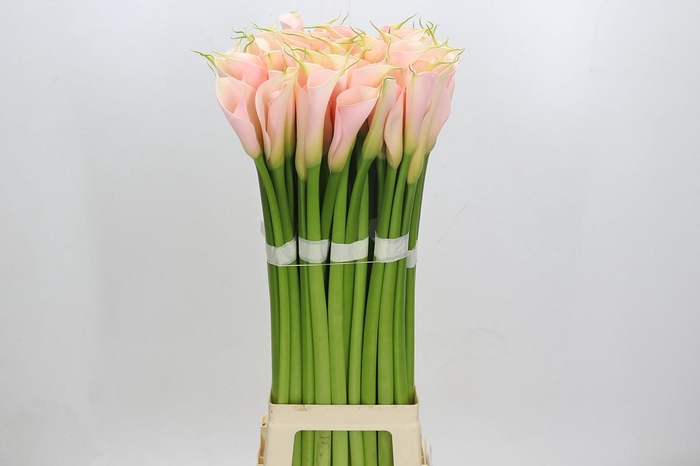 Zantedeschia Eydolls Salmon