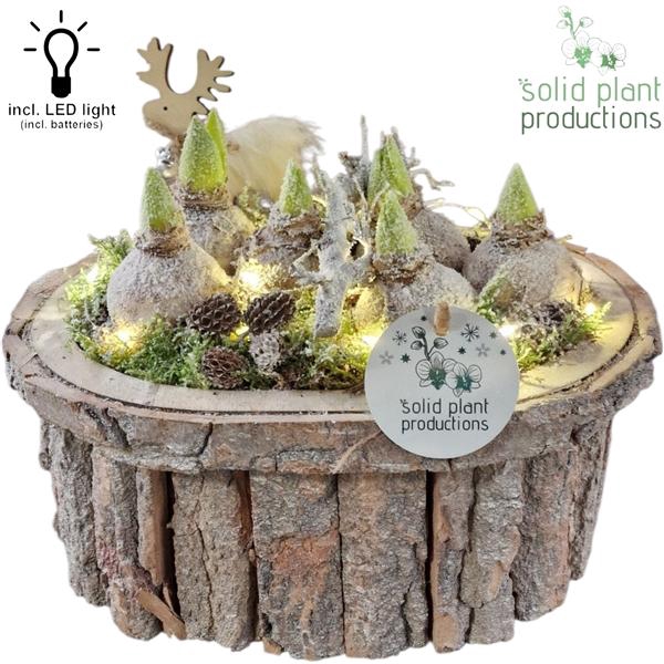 <h4>Arrangementen Hyacinthus H%</h4>