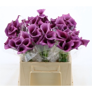 Calla Durban