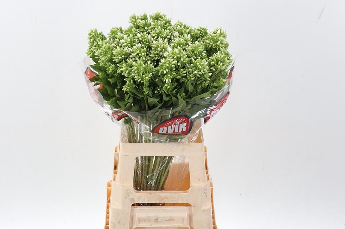 <h4>Phlox P Whitecap</h4>