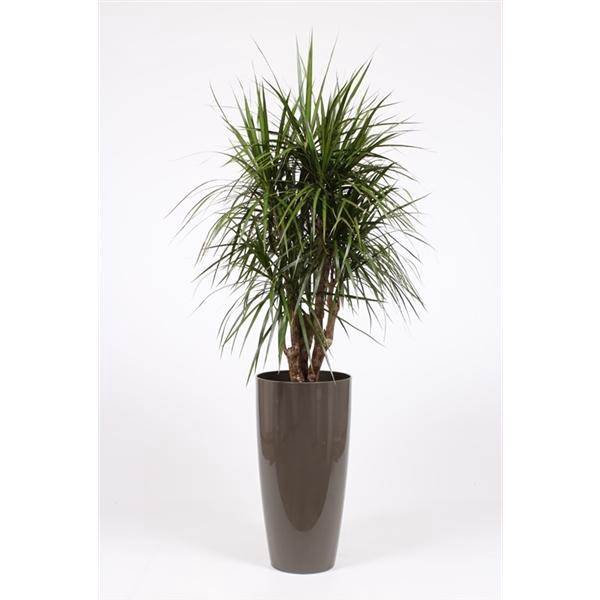 <h4>Dracaena marginata</h4>