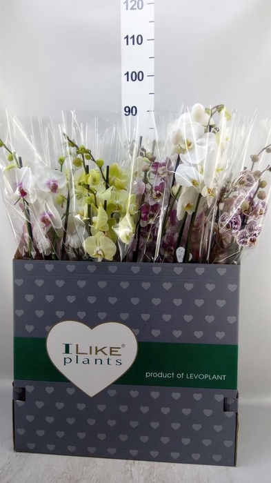 <h4>Phalaenopsis   ...mix</h4>