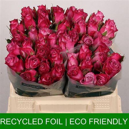 <h4>R Gr Deep Purple</h4>