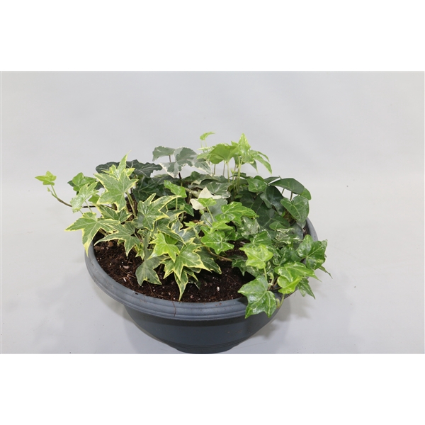 <h4>Hedera Schaal 27cm 5 Soorten</h4>